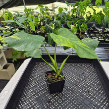 Load image into Gallery viewer, Monstera Borsigiana Aurea Variegated exact plant, Fedex 2day*
