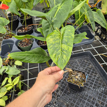 Load image into Gallery viewer, Philodendron Subhastatum, Exact Plant Variegated Ships Nationwide
