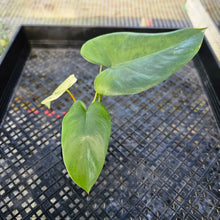 Load image into Gallery viewer, Philodendron Ilsemanii, Exact Plant Variegated 2.5&quot; Ships Nationwide
