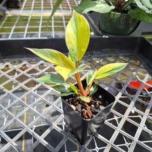Load image into Gallery viewer, Philodendron Red Congo, Exact Plant Variegated Ships Nationwide
