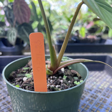Load image into Gallery viewer, Philodendron Plowmanii Round Form, Exact Plant Medium

