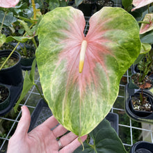 Load image into Gallery viewer, Anthurium Anuenue Obake Bicolor pink/green Fedex 2day
