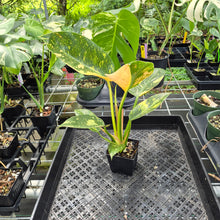 Load image into Gallery viewer, Philodendron Green Congo Nuclear Variegated exact plant, Fedex 2day*
