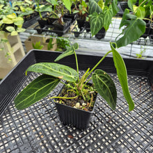 Load image into Gallery viewer, Anthurium Warocqueanum, Queen exact plant, Fedex 2day*
