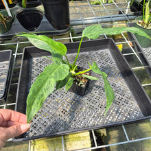 Load image into Gallery viewer, Philodendron Minarum 'Lime Fiddle' exact plant, Fedex 2day*
