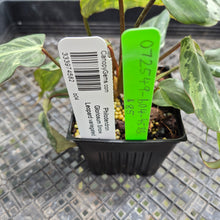 Load image into Gallery viewer, Philodendron Gloriosum Snow Leopard, variegated, Exact Plant Ships Nationwide
