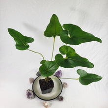 Load image into Gallery viewer, Anthurium Brownii, Exact Plant Ships Nationwide

