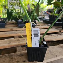 Load image into Gallery viewer, Philodendron Holtonianum, Exact Plant Ships Nationwide
