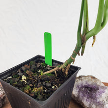 Load image into Gallery viewer, Monstera Subpinnata, Exact Plant Ships Nationwide
