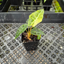 Load image into Gallery viewer, Alocasia polly aurea variegated, Exact Plant Ships Nationwide.
