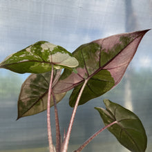 Load image into Gallery viewer, Alocasia Yucatan Princess Pink variegated exact plant, Fedex 2day*
