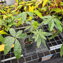 Load image into Gallery viewer, Pachira Aquatica Money Tree, Exact Plant Variegated Ships Nationwide
