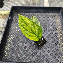 Load image into Gallery viewer, Monstera Peru &quot;Karstenianum&quot;, Exact Plant Variegated Ships Nationwide
