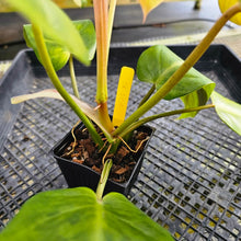 Load image into Gallery viewer, Philodendron Goldiana, Exact Plant Ships Nationwide
