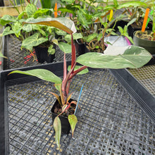 Load image into Gallery viewer, Philodendron Red Anderson, Exact Plant Ships Nationwide

