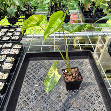 Load image into Gallery viewer, Alocasia Macrorrhiza Shock Treatment Variegated exact plant, Fedex 2day*

