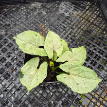 Load image into Gallery viewer, Syngonium Green Splash, Exact Plant Variegated Ships Nationwide
