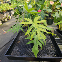 Load image into Gallery viewer, Philodendron Radiatum, Exact Plant Variegated Ships Nationwide
