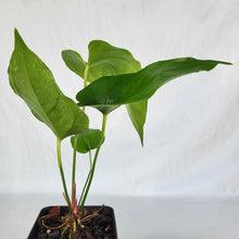 Load image into Gallery viewer, Anthurium Watermaliense, Exact Plant
