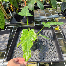 Load image into Gallery viewer, Philodendron Minarum 'Lime Fiddle' exact plant, Fedex 2day*
