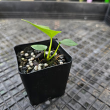 Load image into Gallery viewer, Anthurium Papillilaminum Fort Sherman x (Papilli. FS x Ralph Lynam), Exact Plant Ships Nationwide
