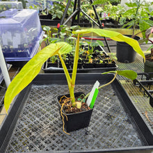 Load image into Gallery viewer, Philodendron Goldiana, Exact Plant Ships Nationwide
