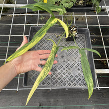 Load image into Gallery viewer, Philodendron Holtonianum Variegated exact plant, Fedex 2day*
