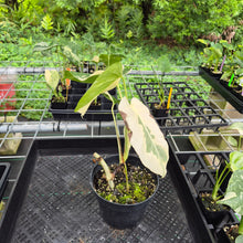 Load image into Gallery viewer, Monstera Borsigiana Albo Deliciosa, Exact Plant Variegated Ships Nationwide
