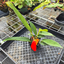Load image into Gallery viewer, Anthurium Scherzerianum &quot;Pig Tail&quot;, Exact Plant Ships Nationwide
