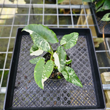 Load image into Gallery viewer, Alocasia Odora, Okinawa Silver, Exact Plant Variegated Multi pot of 3+
