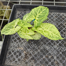 Load image into Gallery viewer, Syngonium Batik 2.5" pot, Fedex 2day*
