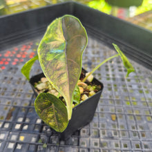 Load image into Gallery viewer, Alocasia Azlanii Aurea variegated , Exact Plant Ships Nationwide

