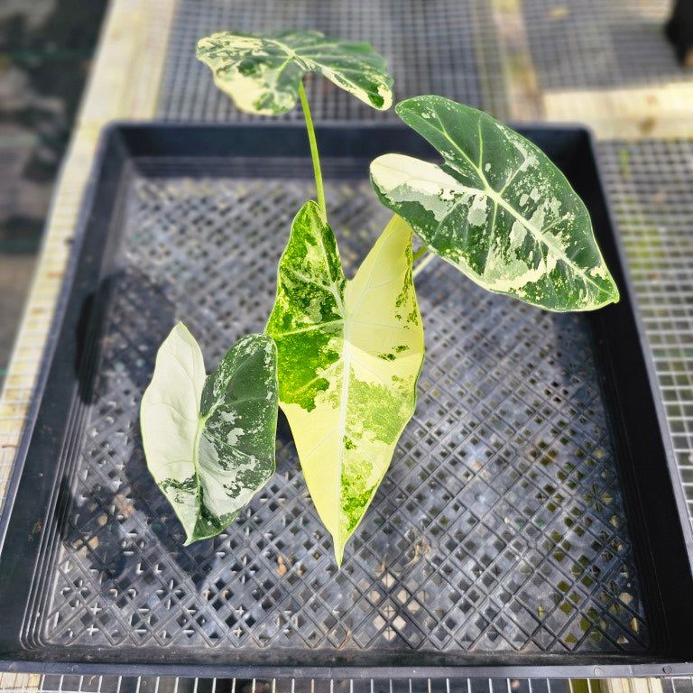 Alocasia Frydek, Exact Plant Variegated Ships Nationwide