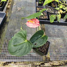 Load image into Gallery viewer, Anthurium Shibori, Exact Plant Variegated
