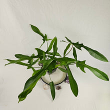 Load image into Gallery viewer, Philodendron Longilobatum Lelano Miyano, Exact Plant Large, mature
