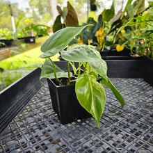 Load image into Gallery viewer, Philodendron Hederaceum, Heart Leaf, Exact Plant Variegated multi pot Ships Nationwide
