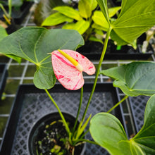 Load image into Gallery viewer, Anthurium Shibori, Exact Plant Variegated
