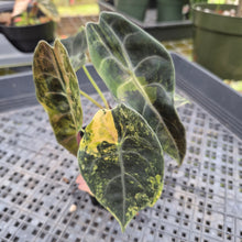 Load image into Gallery viewer, Alocasia Sedenii Aurea Variegated, Exact Plant Ships Nationwide
