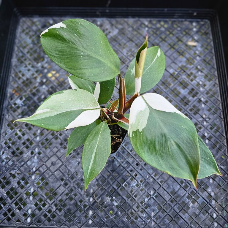 Philodendron White Knight, Exact Plant Variegated