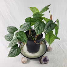 Load image into Gallery viewer, Philodendron Sodiroi True Form, Exact Plant double plant pot
