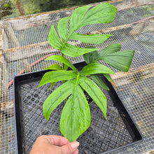 Load image into Gallery viewer, Rhaphidophora Decursiva, Exact Plant Ships Nationwide
