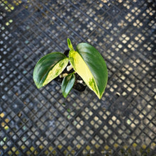 Load image into Gallery viewer, Monstera Standleyana Aurea, Exact Plant Variegated Ships Nationwide
