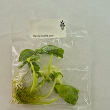 Load image into Gallery viewer, Alocasia Macrorhizza Albo Variegated Tissue Culture Fedex 2day*
