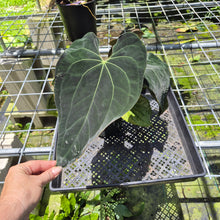 Load image into Gallery viewer, Anthurium Ace Of Spades X Papillilaminum exact plant, Fedex 2day*
