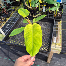 Load image into Gallery viewer, Philodendron Jungle Fever , Exact Plant Variegated Ships Nationwide
