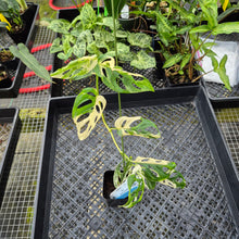 Load image into Gallery viewer, Monstera Adansonii Laniata Albo, Exact Plant Variegated Ships Nationwide
