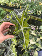 Load image into Gallery viewer, Alocasia Sanderiana Nobilis Aurea Variegated 2.5" pot, Fedex 2day*
