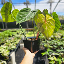 Load image into Gallery viewer, Philodendron Gloriosum, Dark Form, Exact Plant Ships Nationwide
