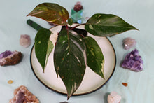 Load image into Gallery viewer, Variegated Philodendron Red Anderson Exact Plant Ships nationwide
