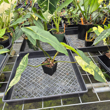 Load image into Gallery viewer, Philodendron Ilsemanii Variegated exact plant, Fedex 2day*
